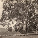Landscape Shed Paddock