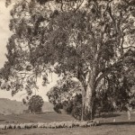 Landscape Shed Paddock
